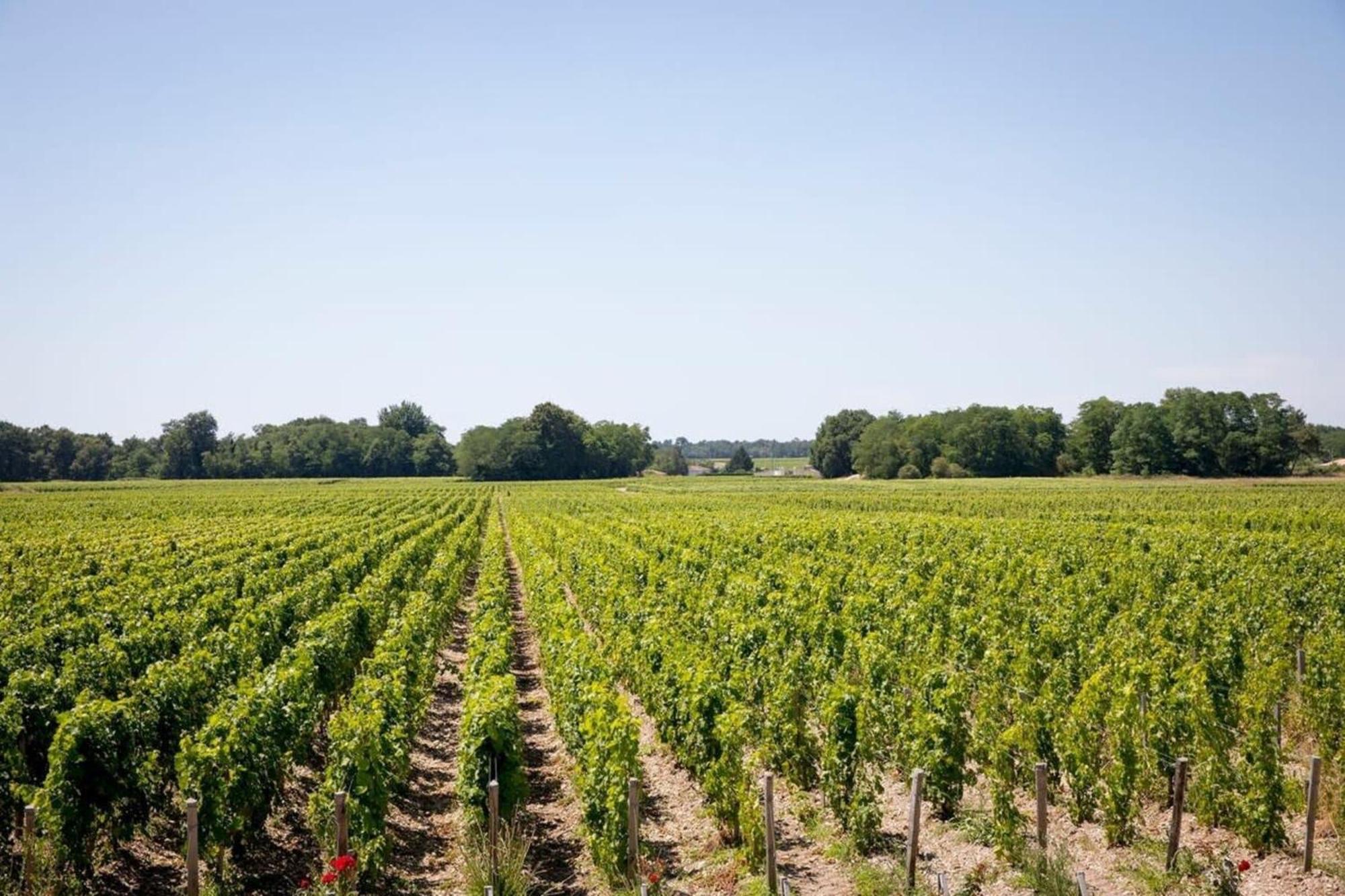 Chateau Malescasse Lamarque Ngoại thất bức ảnh